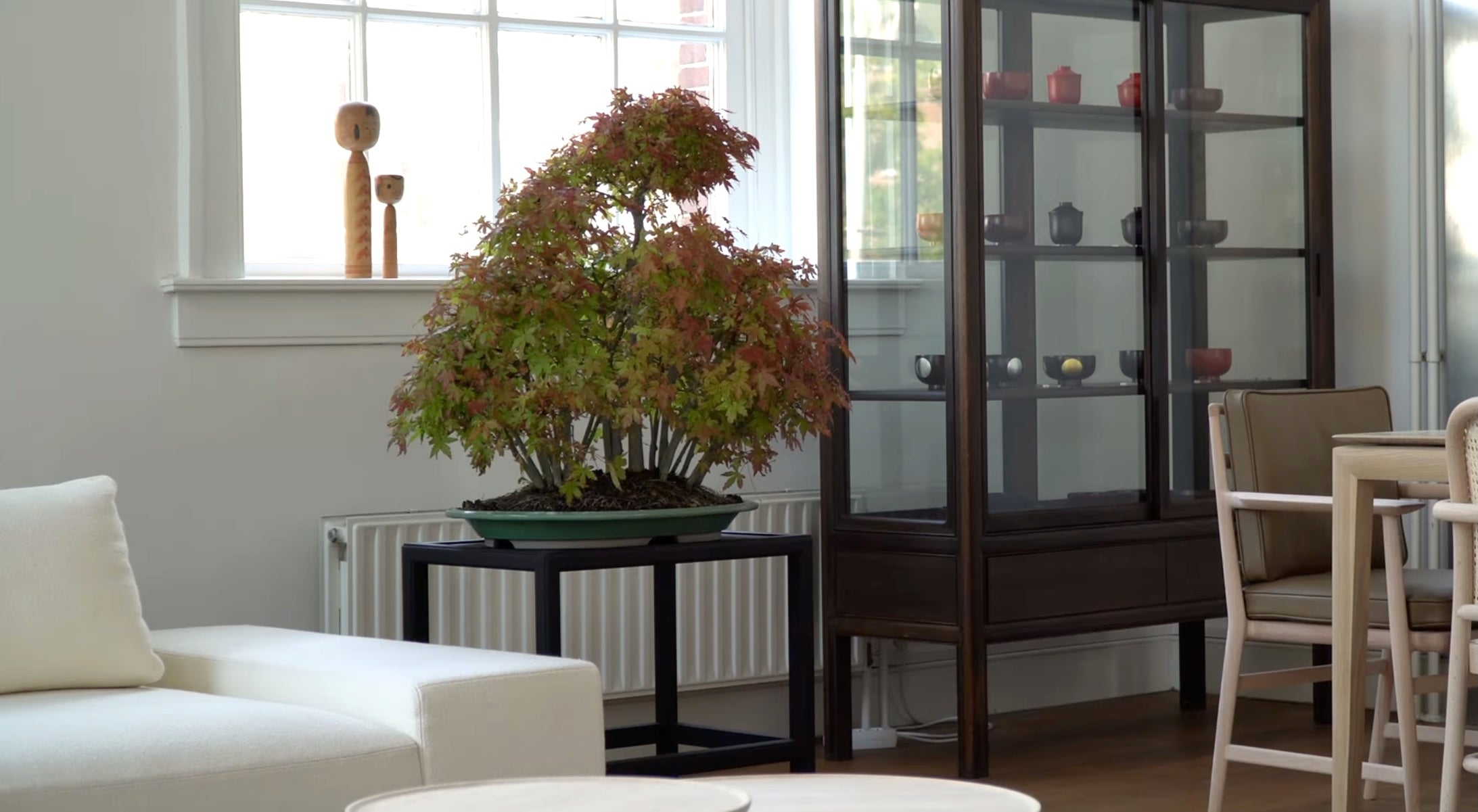 Bonsai kopen bij de specialist - Binnen bonsai bomen  Bonsai Shop