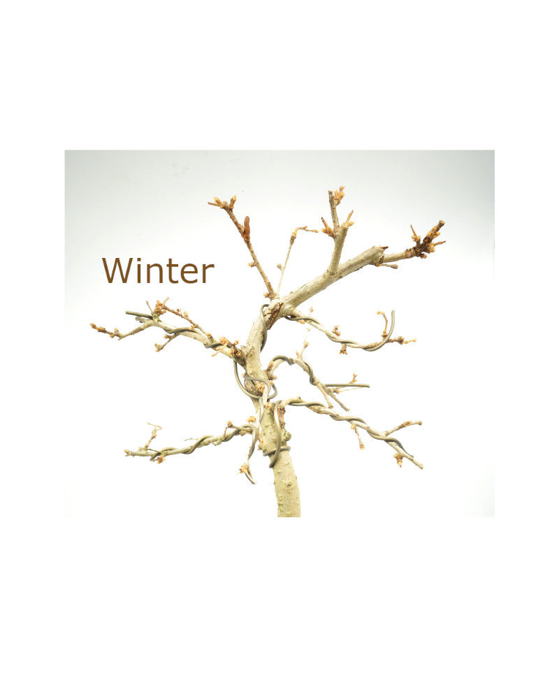 Buiten Bonsai Pseudolarix amabilis blauwe rechthoekige pot 20cm, hoogte ~40cm