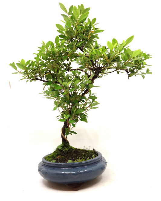 Buiten Bonsai Rhododendron rond blauw 20cm
