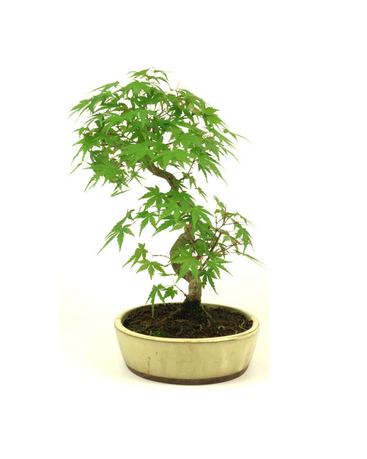 Buiten Bonsai Acer palmatum creme ovale pot 20cm, hoogte ~36cm