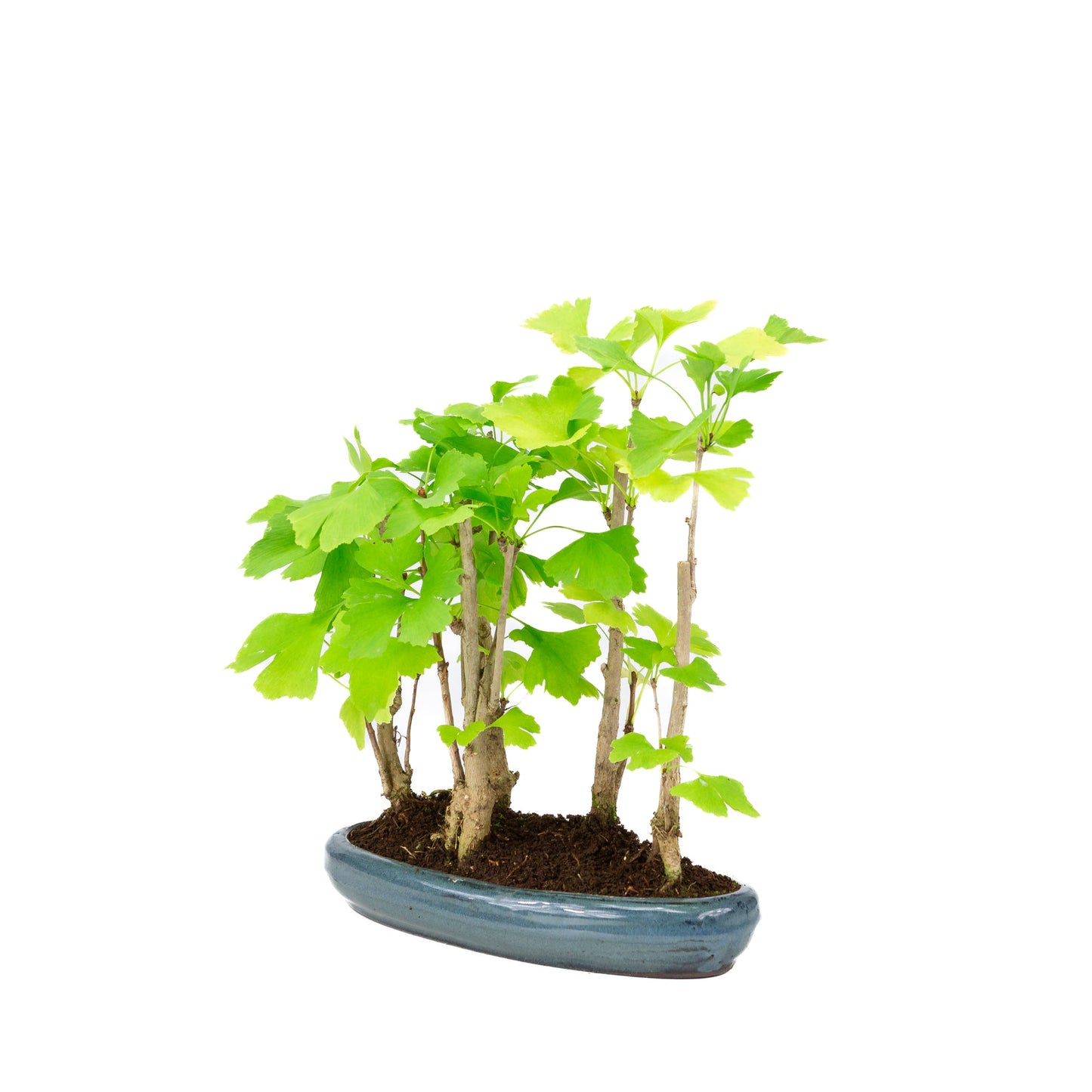 Ginkgo biloba groep 5 ovale pot 29cm, hoogte ~35cm