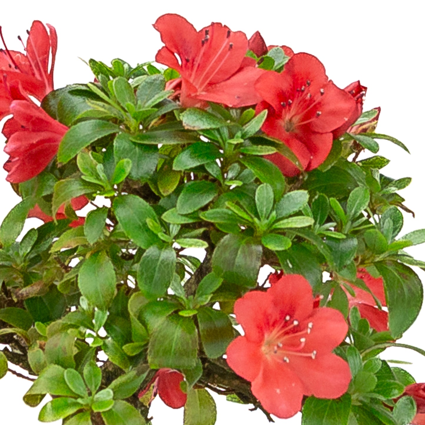 Rhododendron indicum (satsuki azalea), hoogte ~21cm