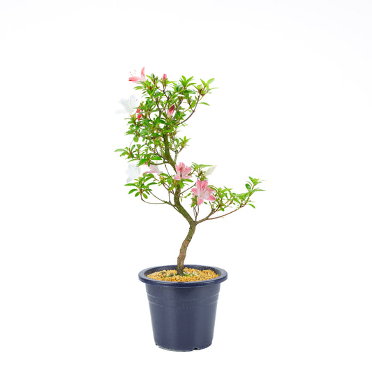 Rhododendron indicum 'Yubi no Kagayaki' (satsuki azalea), hoogte ~56cm