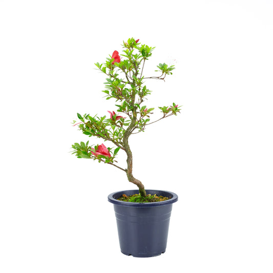 Rhododendron indicum 'Kangiten' (satsuki azalea), hoogte ~56cm