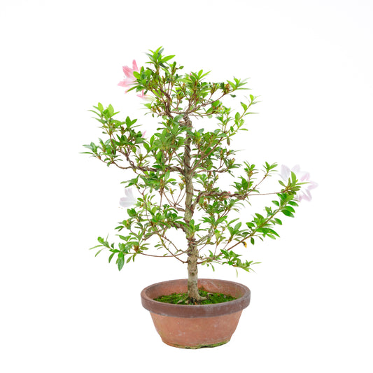 Rhododendron indicum 'Hatsukoi' (satsuki azalea), hoogte ~56cm