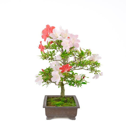 Rhododendron indicum 'Minaru' (satsuki azalea), hoogte ~54cm