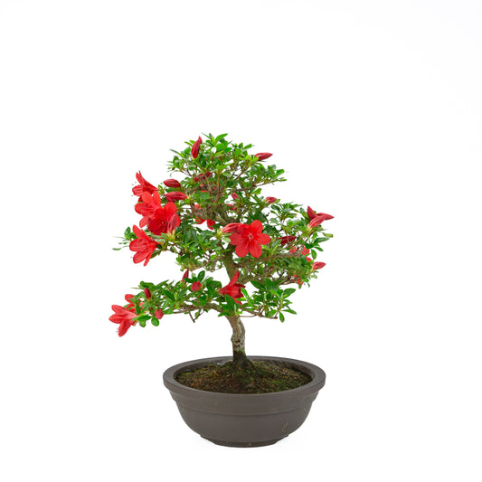 Rhododendron indicum 'Suzakuhime' (satsuki azalea), hoogte ~46cm