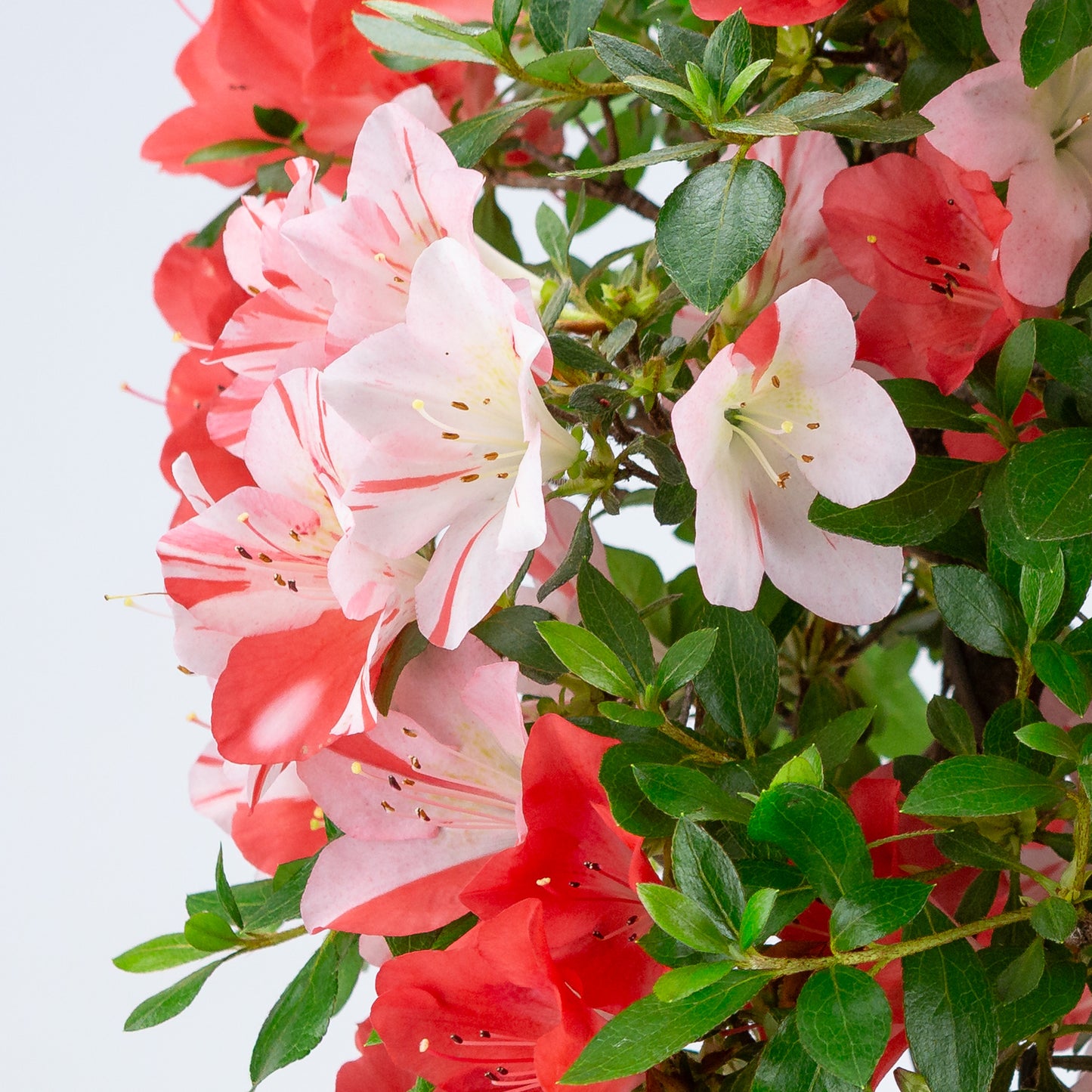Rhododendron indicum 'Yumekoyo' (satsuki azalea), hoogte ~62cm