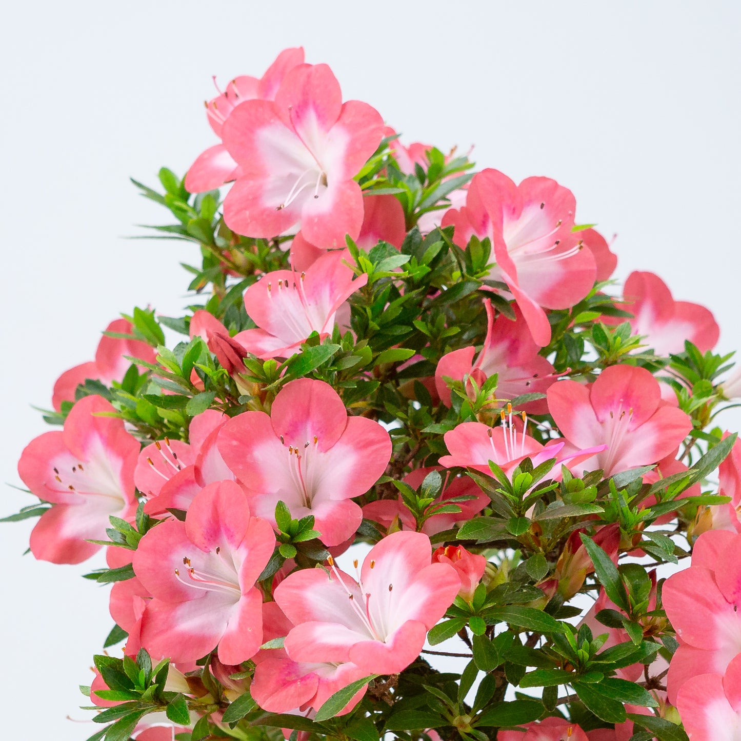 Rhododendron indicum 'Sakura' (satsuki azalea), hoogte ~44cm
