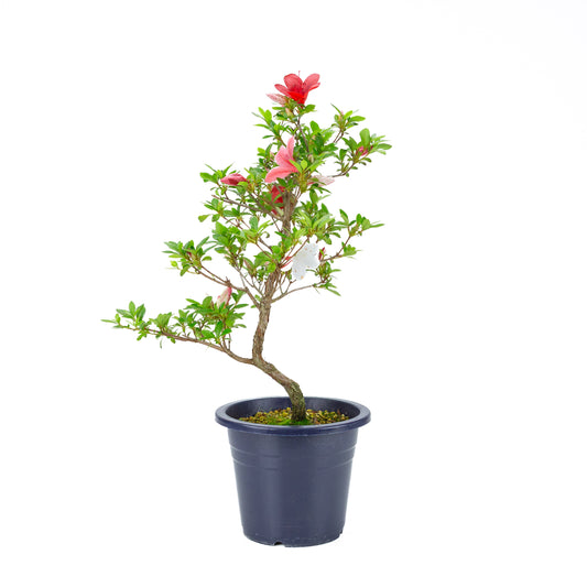 Rhododendron indicum 'Kangiten' (satsuki azalea), hoogte ~53cm