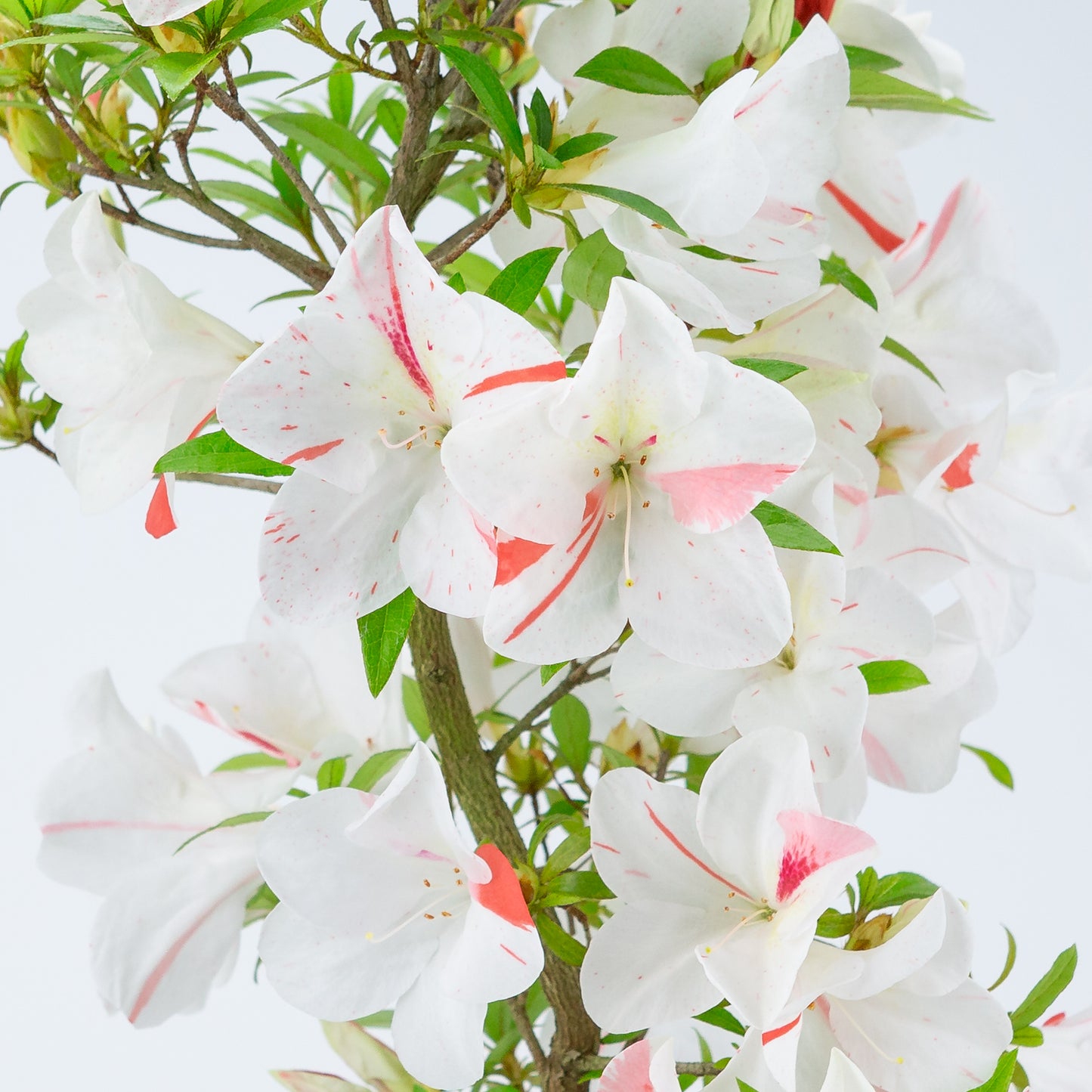 Rhododendron indicum 'Umihotaru' (satsuki azalea), hoogte ~58cm