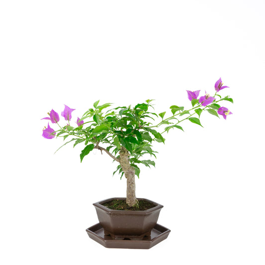 Bougainvillea glabra, hoogte ~35cm