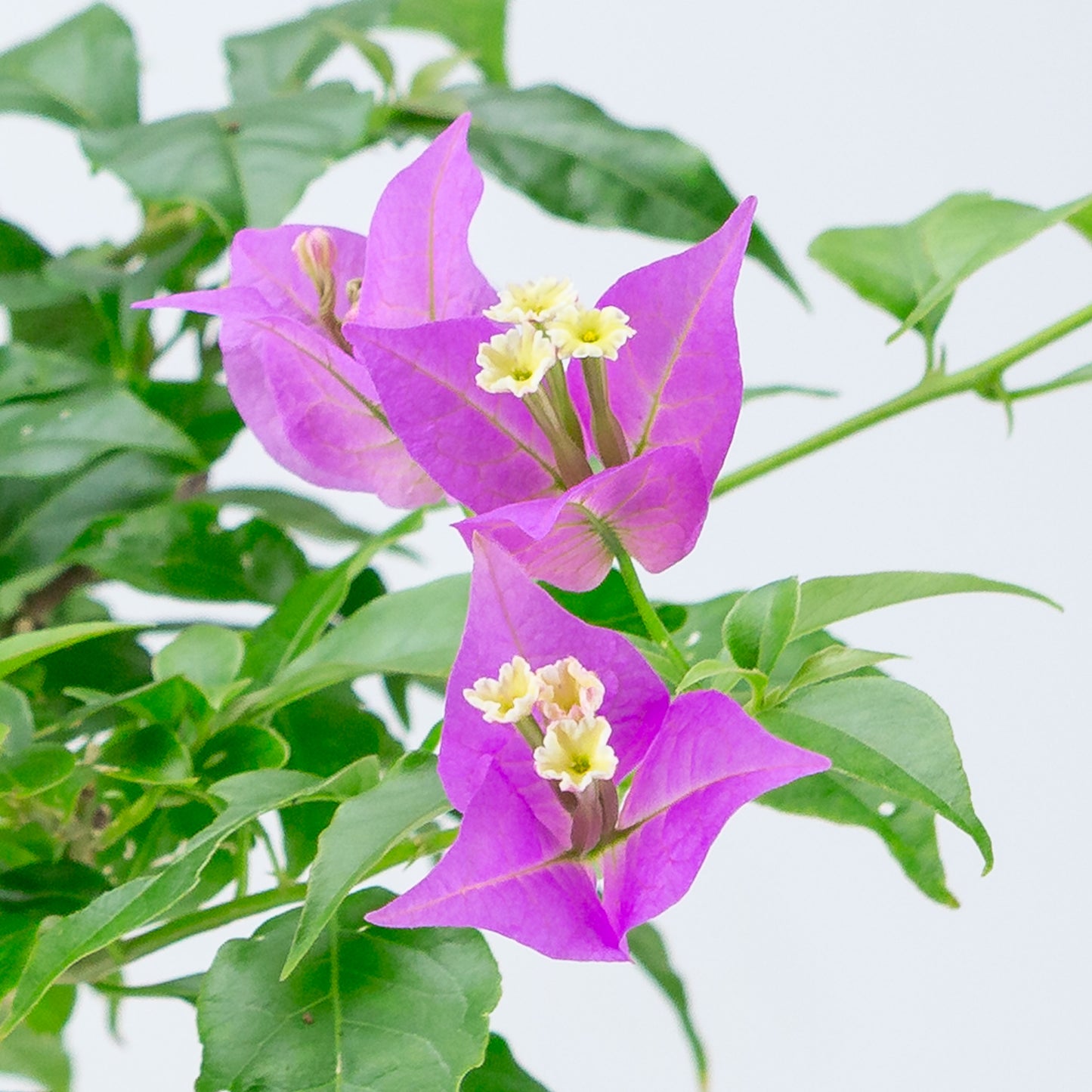 Bougainvillea glabra, hoogte ~35cm