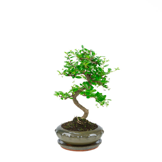 Carmona Bonsai (Fukien Thee) in groene ronde pot 21cm, hoogte ~40cm