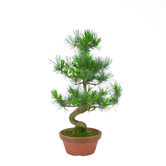 Pinus parviflora (witte den) terracotta pot 19 cm, hoogte ~53 cm