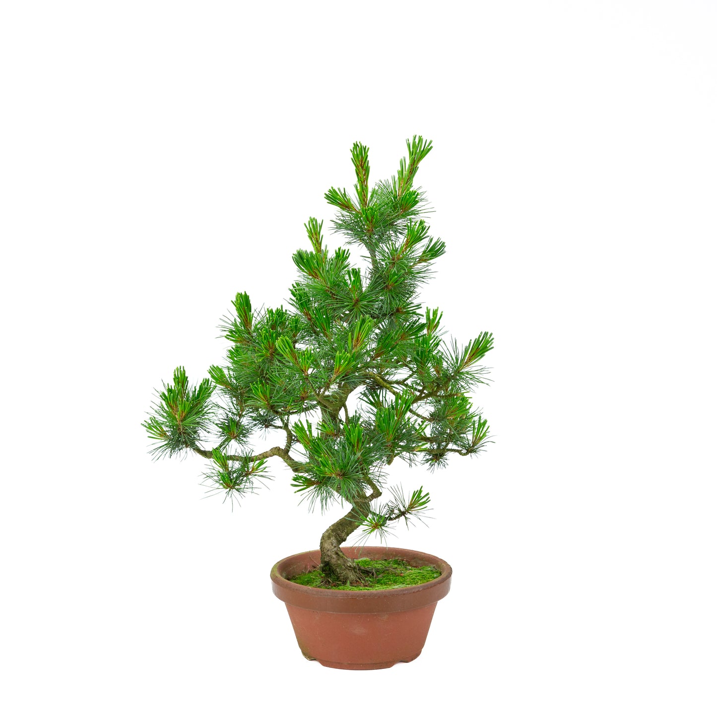 Pinus parviflora (witte den) terracotta pot 19 cm, hoogte ~48 cm