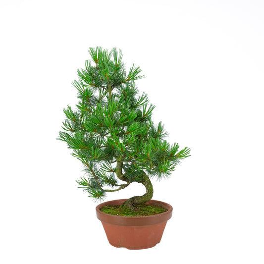 Pinus parviflora (witte den) terracotta pot 22 cm, hoogte ~55 cm