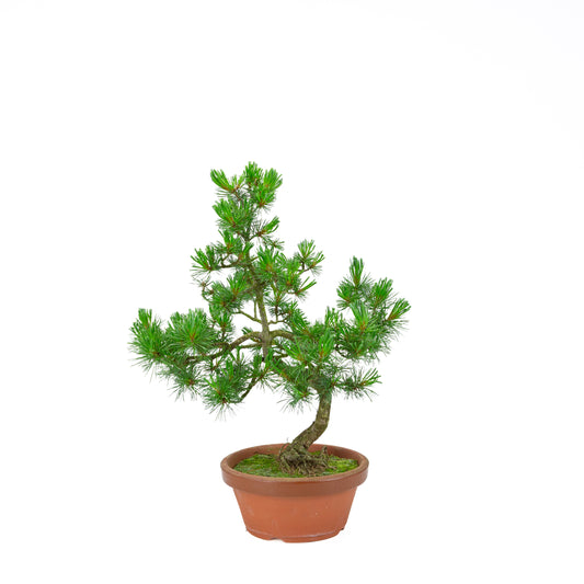 Pinus parviflora (witte den) terracotta pot 19 cm, hoogte ~45 cm