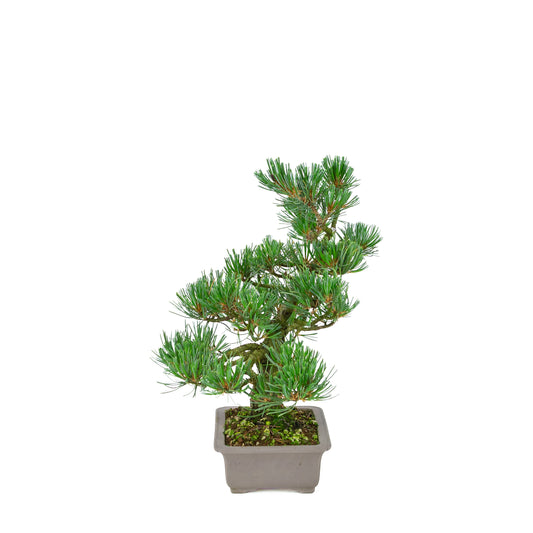 Pinus parviflora (witte den), hoogte ~32 cm