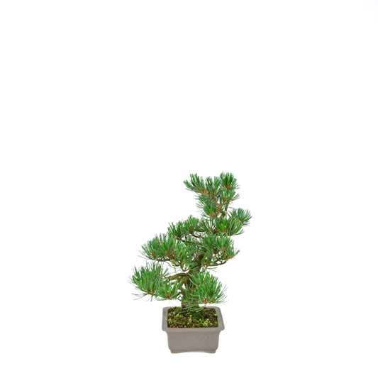 Pinus parviflora (witte den), hoogte ~32 cm
