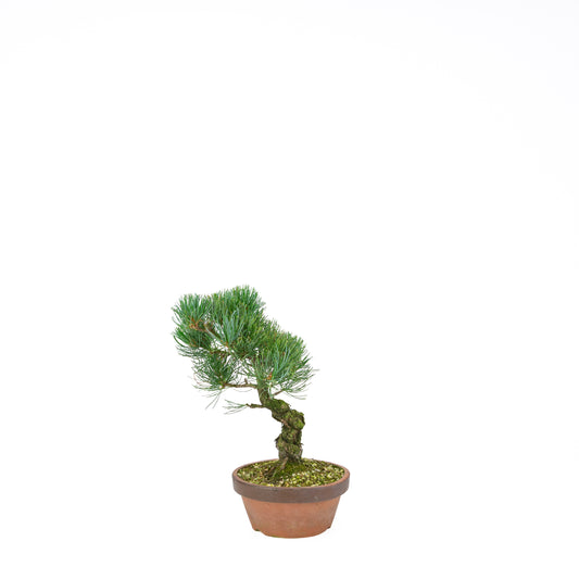 Pinus parviflora (witte den), hoogte ~30 cm