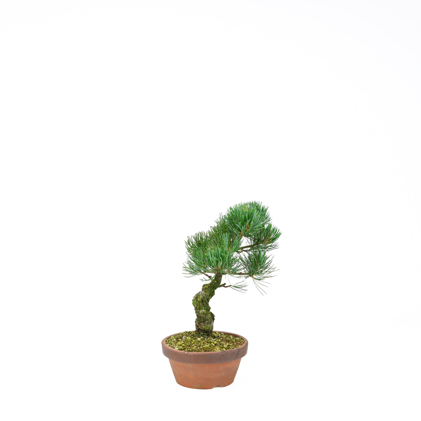 Pinus parviflora (witte den), hoogte ~30 cm
