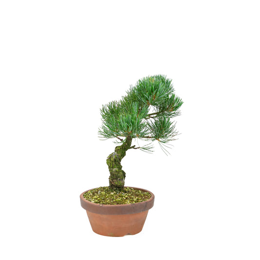 Pinus parviflora (witte den), hoogte ~30 cm