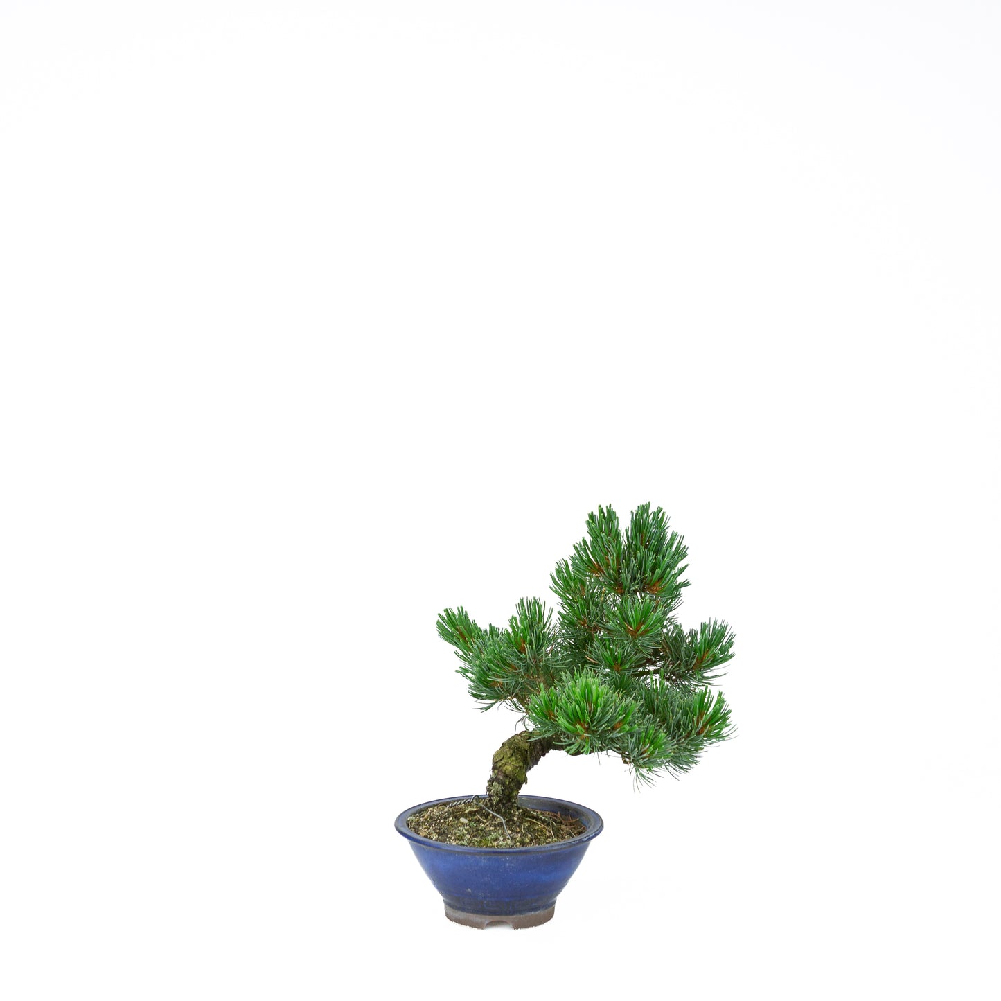 Pinus parviflora (witte den), hoogte ~31 cm
