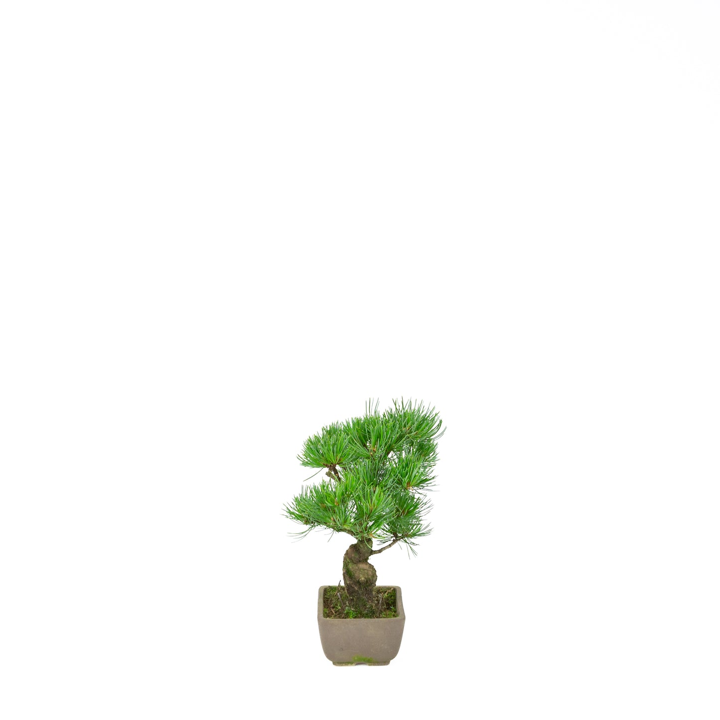 Pinus parviflora (witte den), hoogte ~24 cm