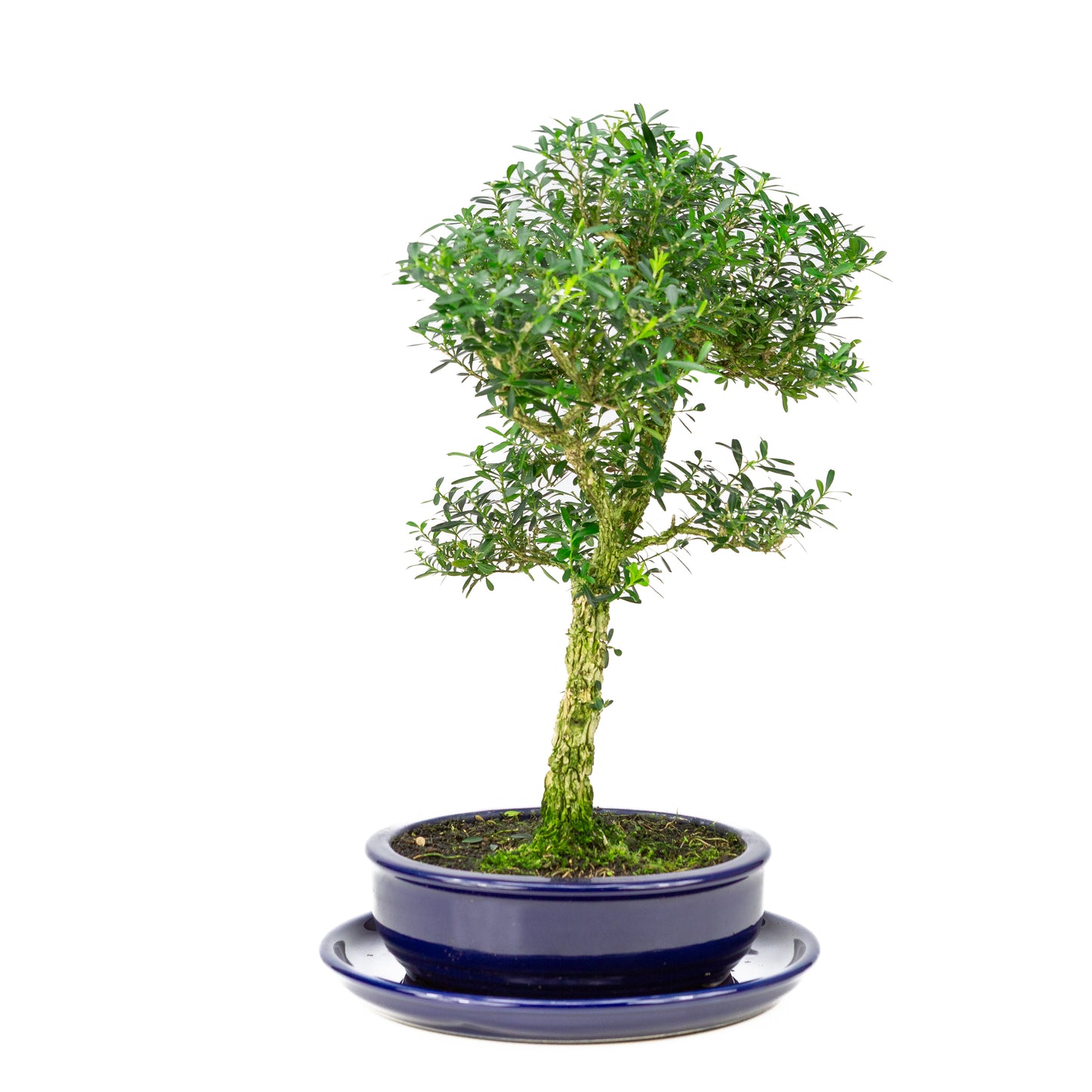 Buxus harlandii Bonsai in blauwe pot 19cm, hoogte ~41cm