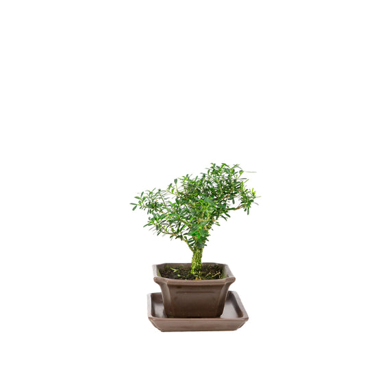 Buxus harlandii Bonsai in blauwe pot 13cm, hoogte ~21cm