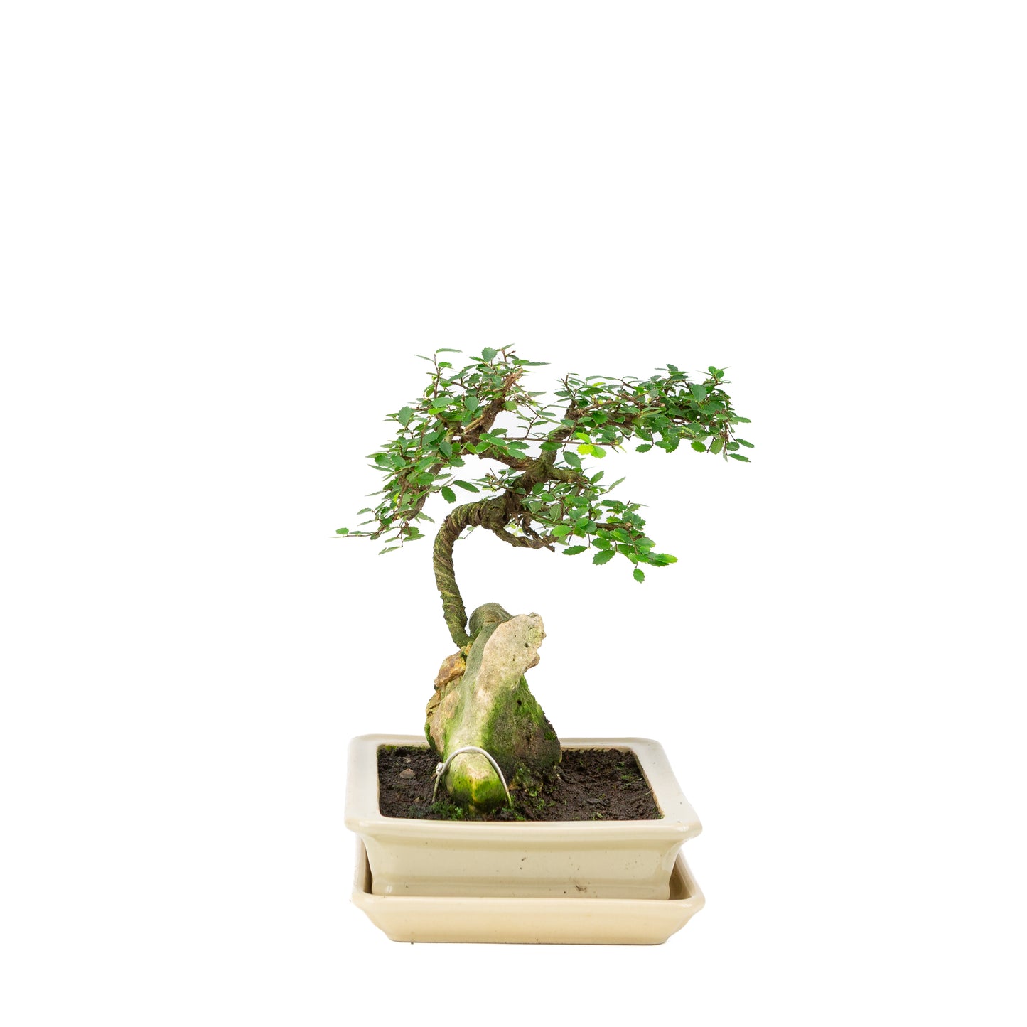 Zelkova Bonsai met steen in creme pot 21cm, hoogte ~26cm