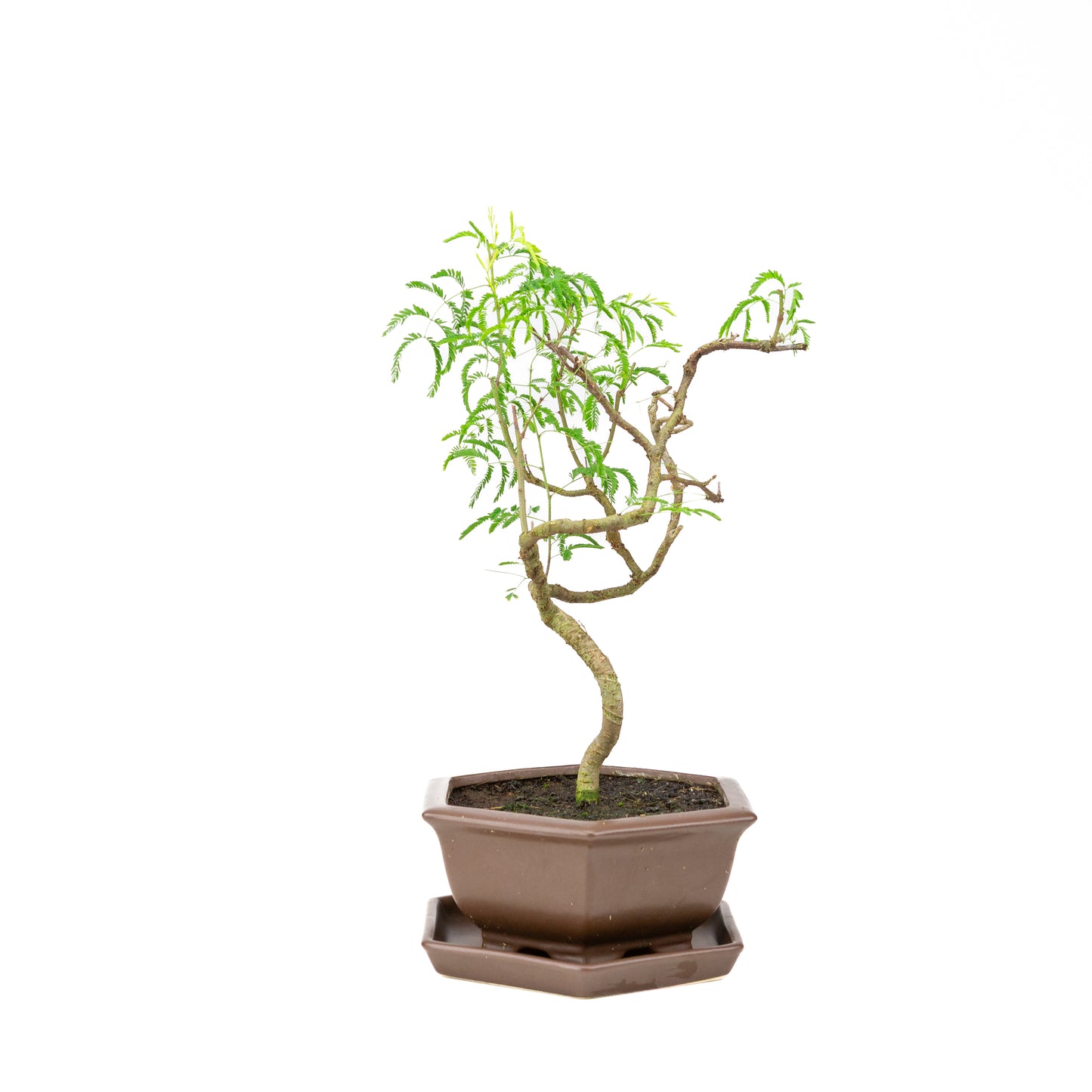 Vachellia Bonsai in bruine pot 22cm, hoogte ~43cm