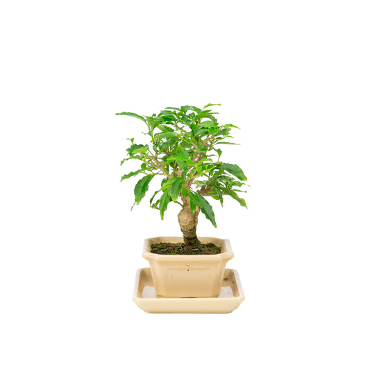 Bougainvillea glabra Bonsai in creme pot 14cm, hoogte ~24cm