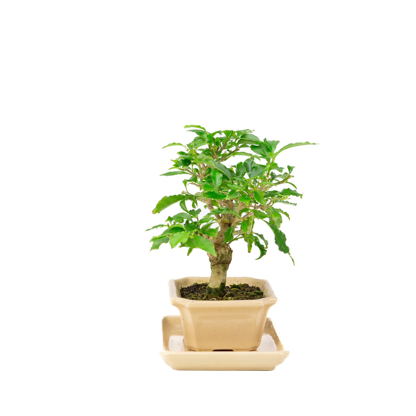 Bougainvillea glabra Bonsai in creme pot 14cm, hoogte ~24cm