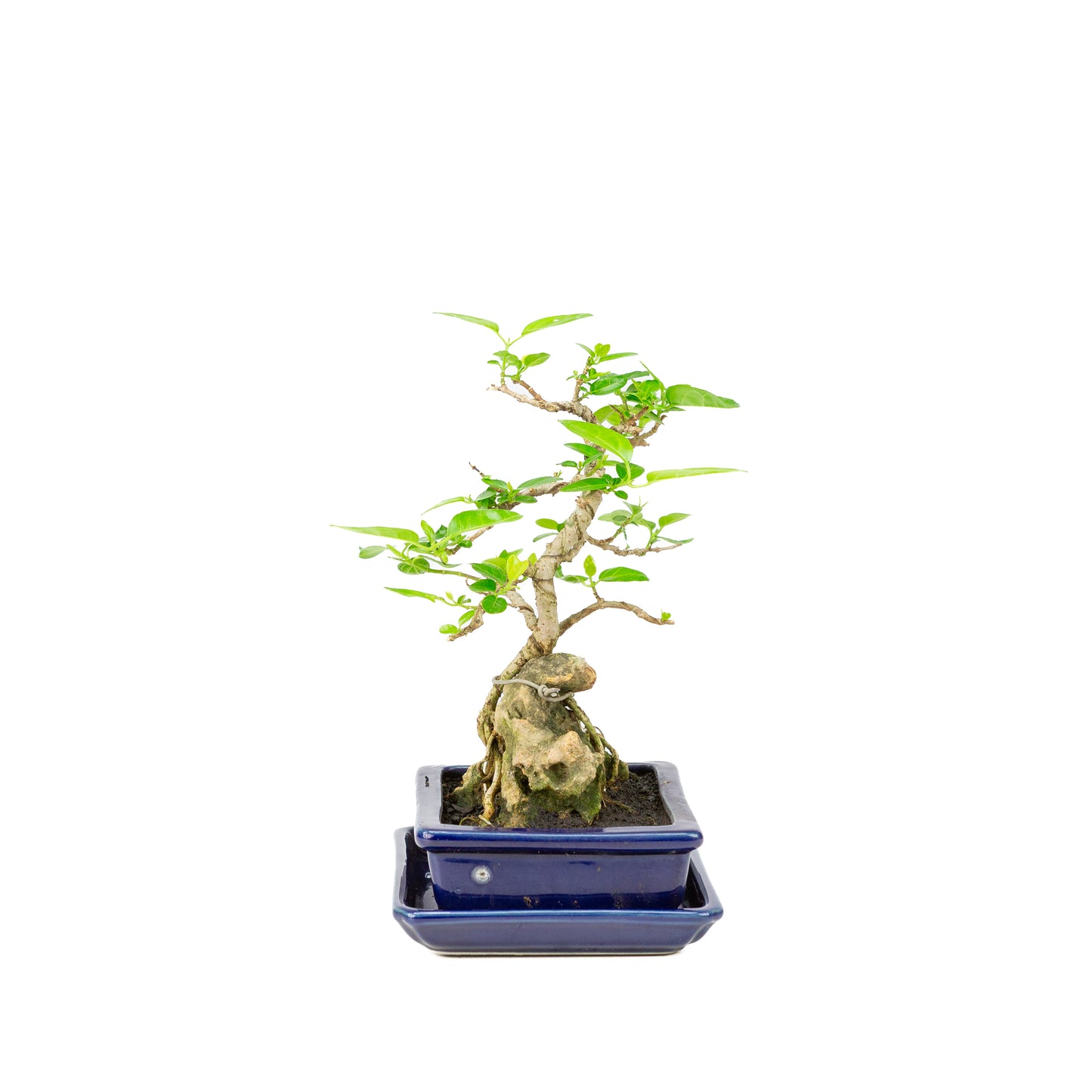 Premna Bonsai in blauwe pot 16cm, hoogte ~25cm