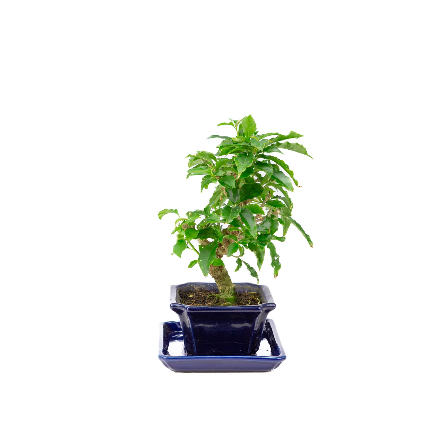 Bougainvillea glabra Bonsai in bruine pot 13cm, hoogte ~24cm
