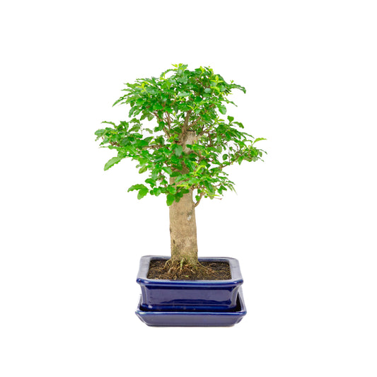 Ligustrum ovalifolium Bonsai in blauwe pot 16cm, hoogte ~31cm