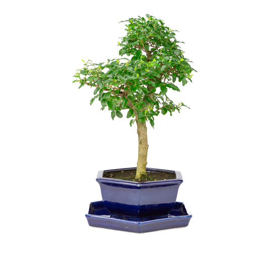 Ligustrum ovalifolium Bonsai in blauwe pot 18cm, hoogte ~37cm