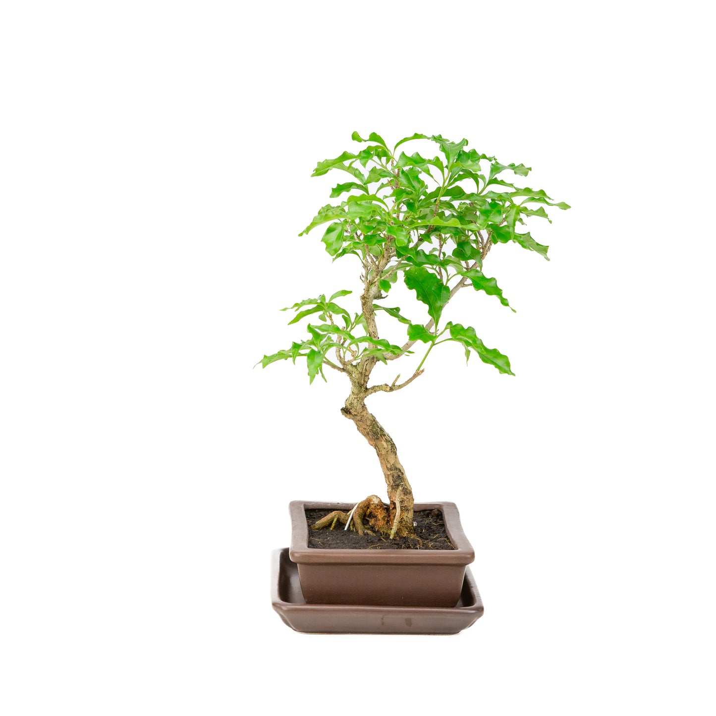 Bougainvillea glabra Bonsai in bruine pot 15cm, hoogte ~31cm