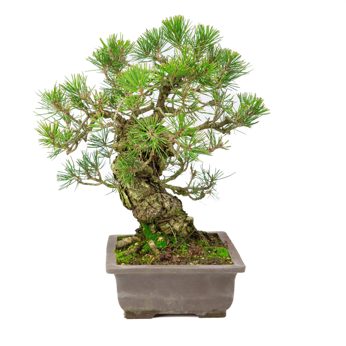 Pinus Thunbergii (Japanse zwarte den), hoogte ~44cm