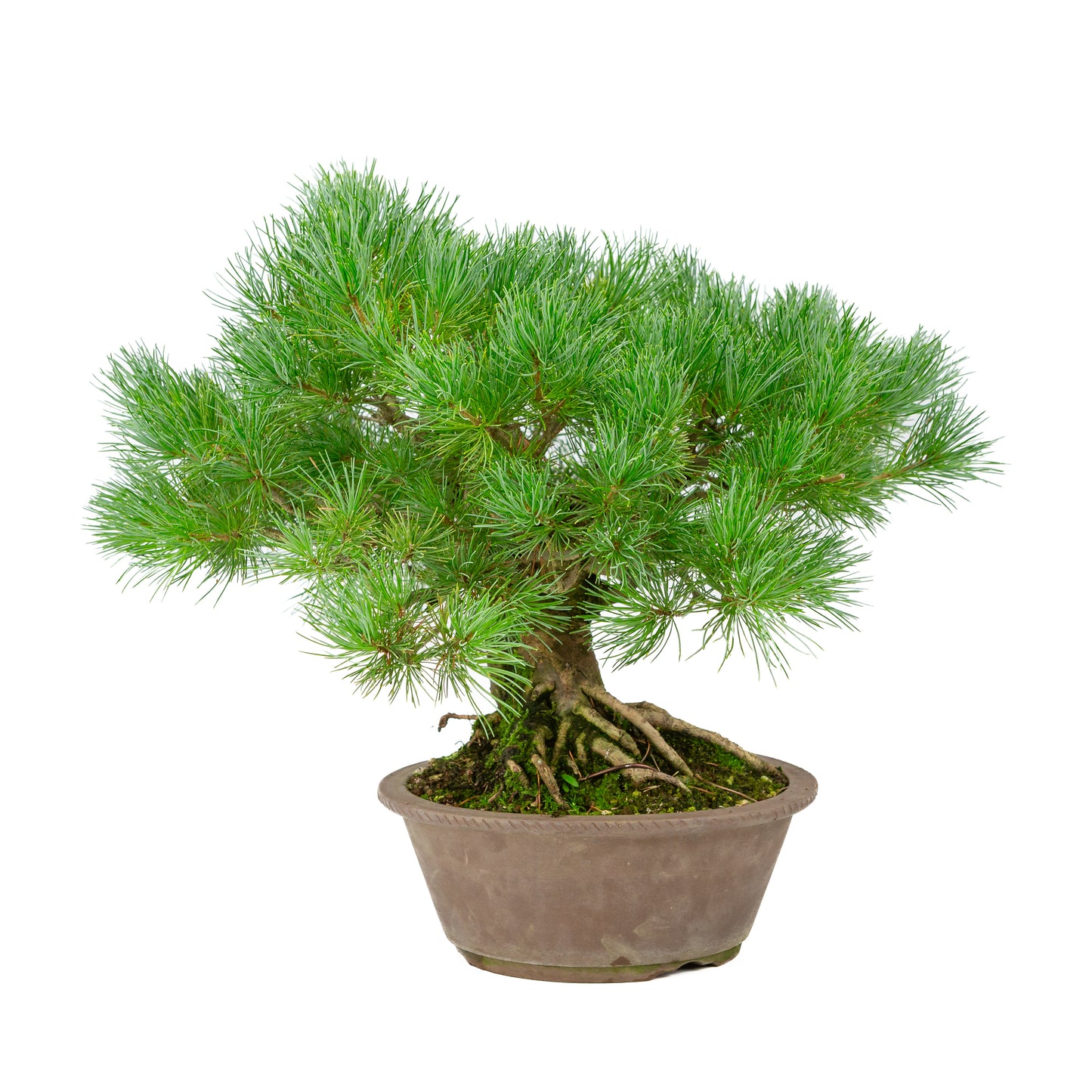 Pinus parviflora ongeglazuurde ronde pot 21cm, hoogte ~38cm