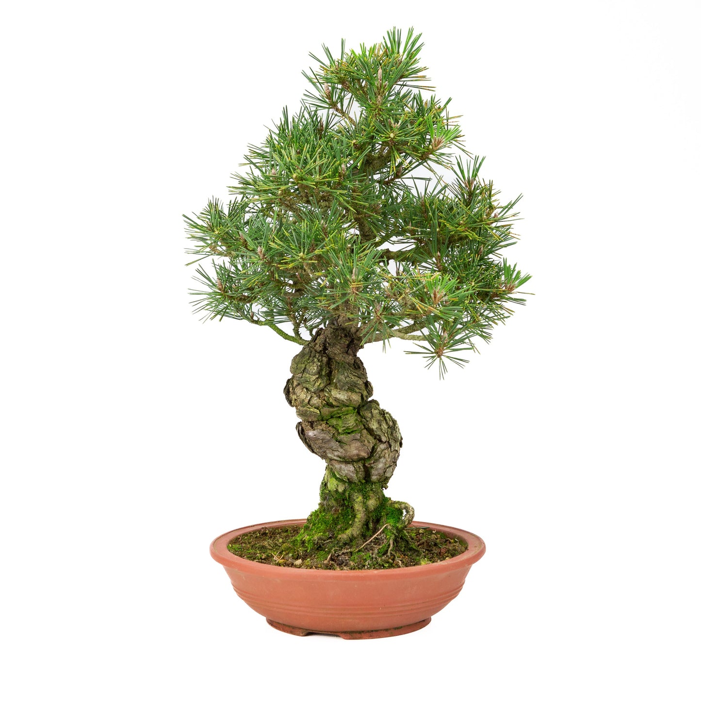 Pinus thunbergii ongeglazuurde pot 25m, hoogte ~52cm