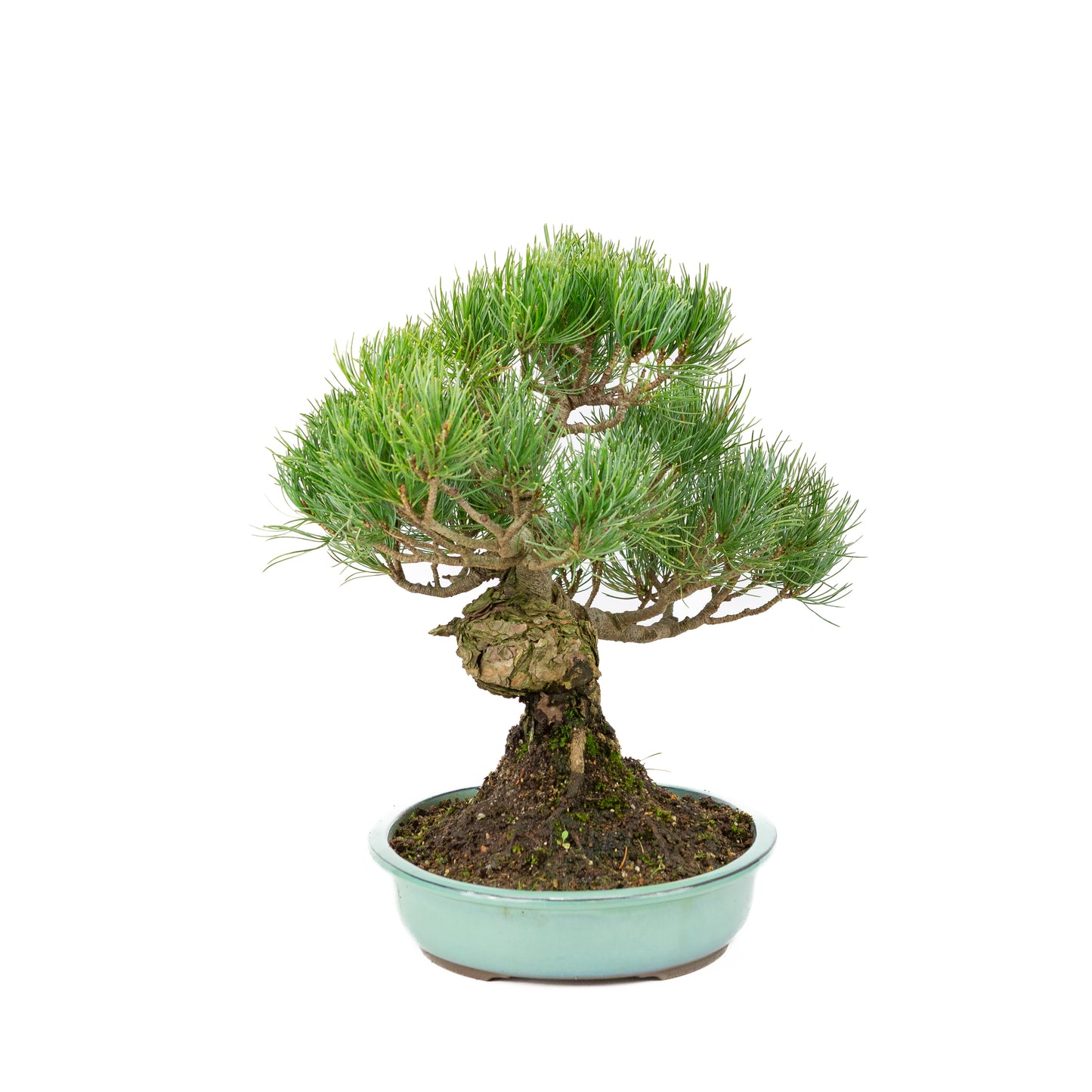 Pinus parviflora turquoise pot 28cm, hoogte ~35cm