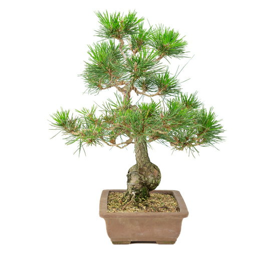 Pinus thunbergii ongeglazuurde pot 25cm, hoogte ~43cm