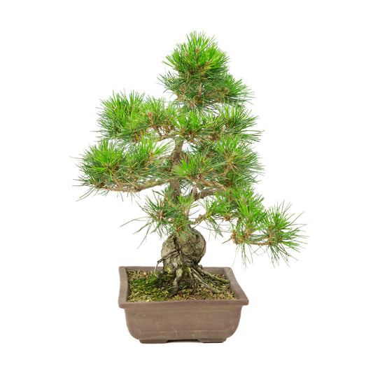 Pinus thunbergii ongeglazuurde pot 24cm, hoogte ~41cm