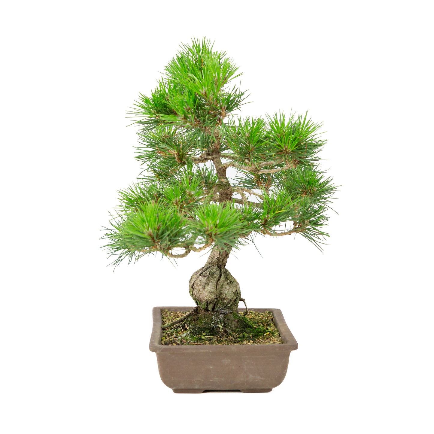 Pinus thunbergii ongeglazuurde pot 24cm, hoogte ~41cm
