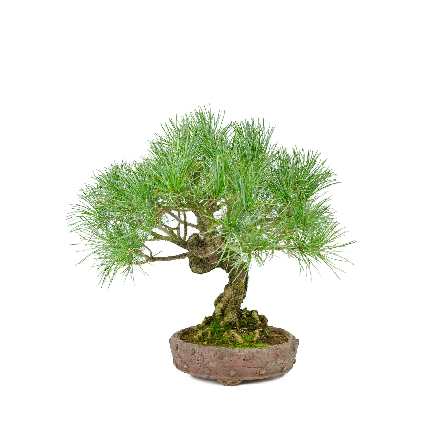 Pinus parviflora ongeglazuurde ronde pot 16cm, hoogte ~32cm