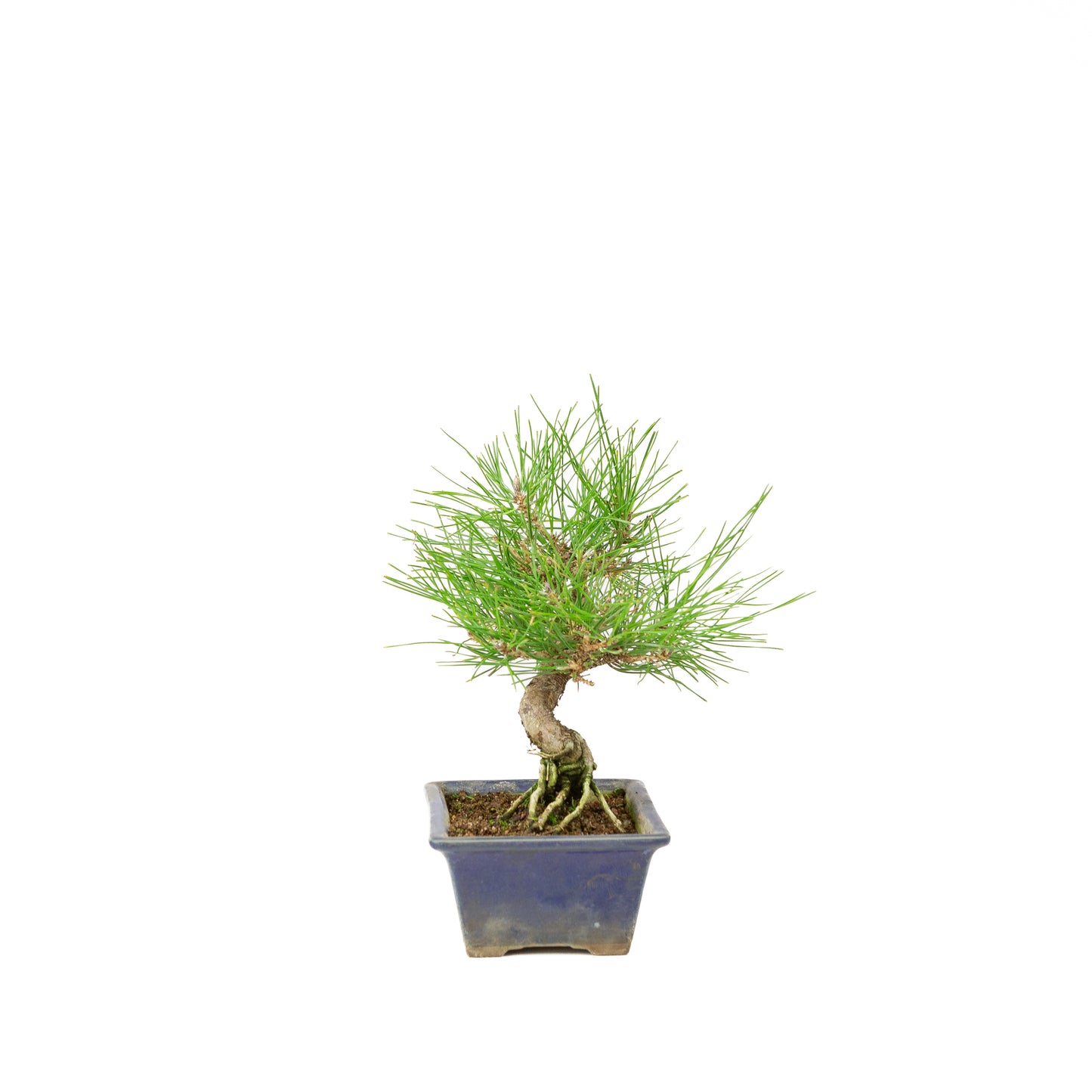 Pinus thunbergii blauwe pot 14m, hoogte ~25cm