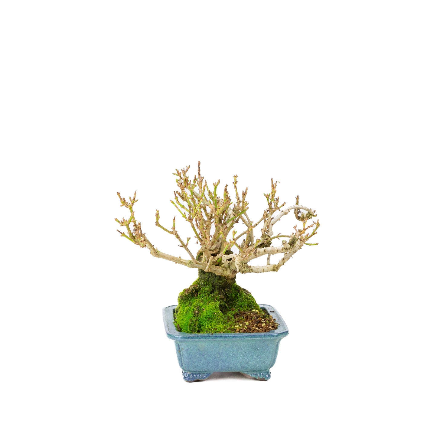 Forsythia blauwe pot 18cm, hoogte ~23cm